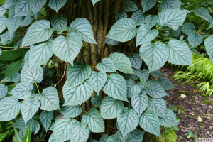 Schizophragma hydrangeoides Moonlight     